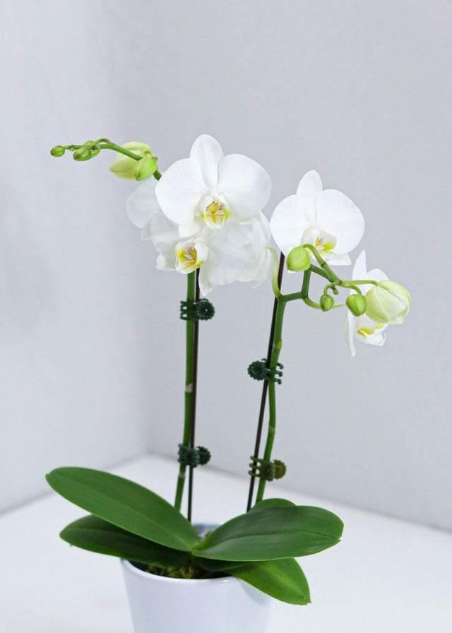 Small White orchid with pot - Toronto Flower Gallery