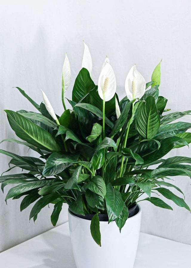 Peace lily / Spathiphyllum (10