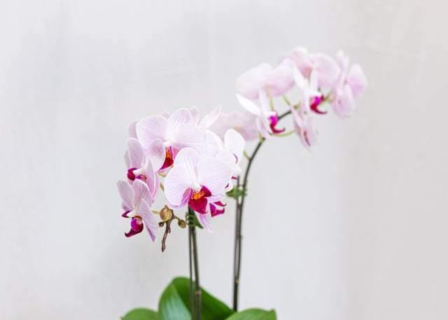 Double Stems Pink Orchid with pot - Toronto Flower Gallery