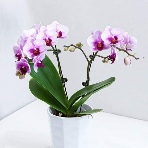 Double Stems Pink Orchid with pot