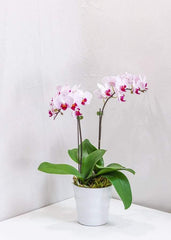 Double Stems Pink Orchid with pot - Toronto Flower Gallery