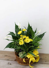 Loving Light Dishgarden - Plant - Toronto Flower Gallery