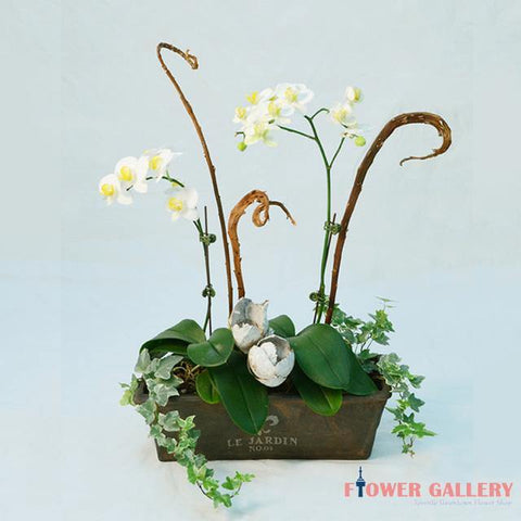 White Orchid Design