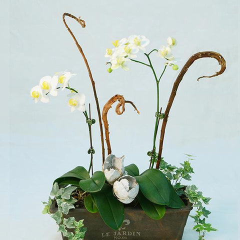 White Orchid Design