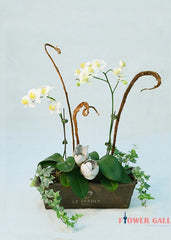 White Orchid Design - Orchid - Toronto Flower Gallery
