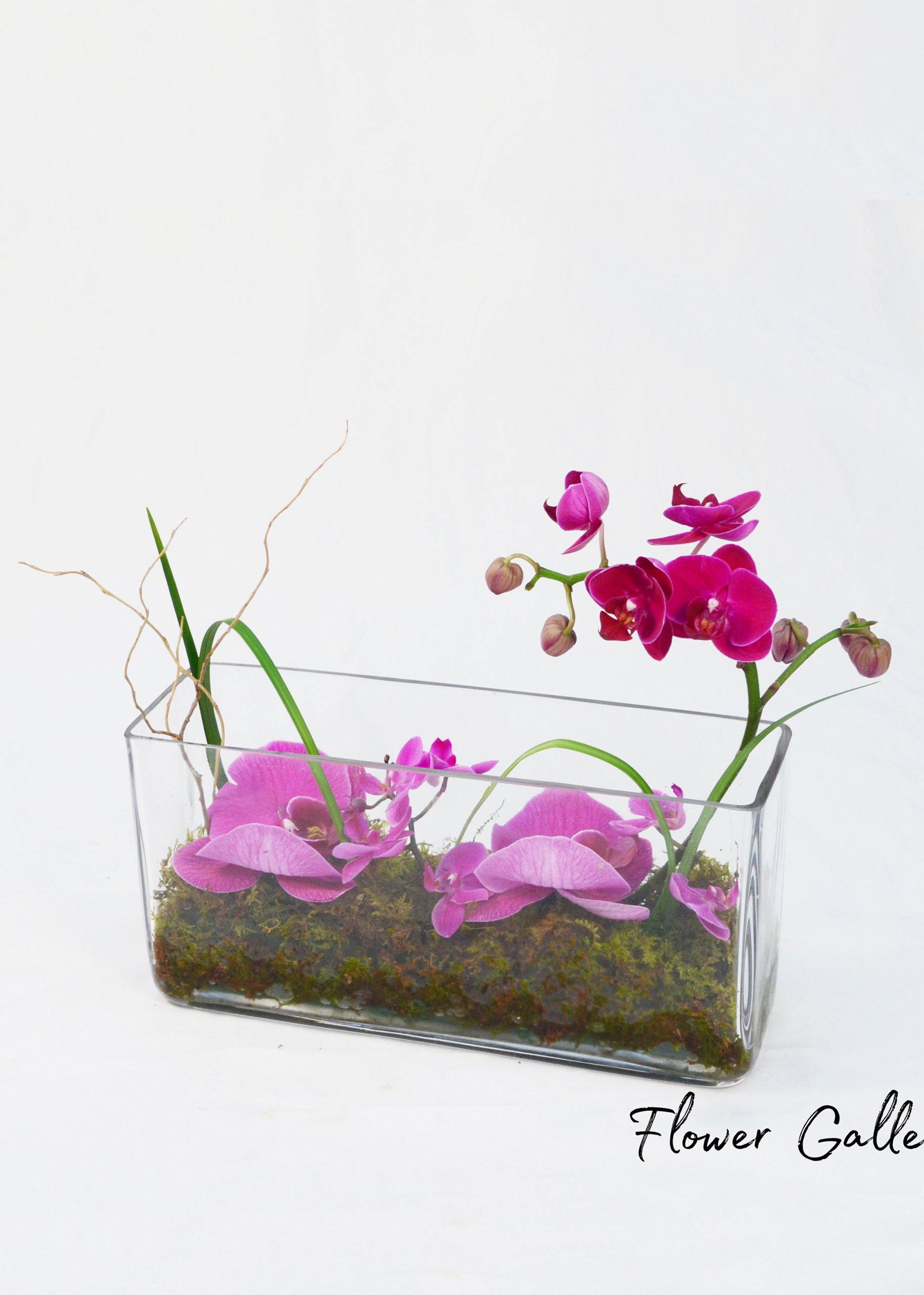Orchid Design Arrangement - Orchid - Toronto Flower Gallery