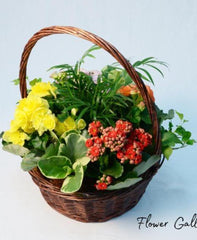 Flower Garden Basket - Plant - Toronto Flower Gallery