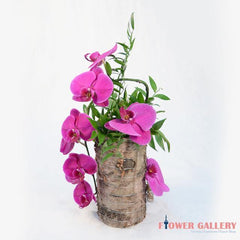 ORCHID DESIGN IN WOOD POT - Orchid - Toronto Flower Gallery