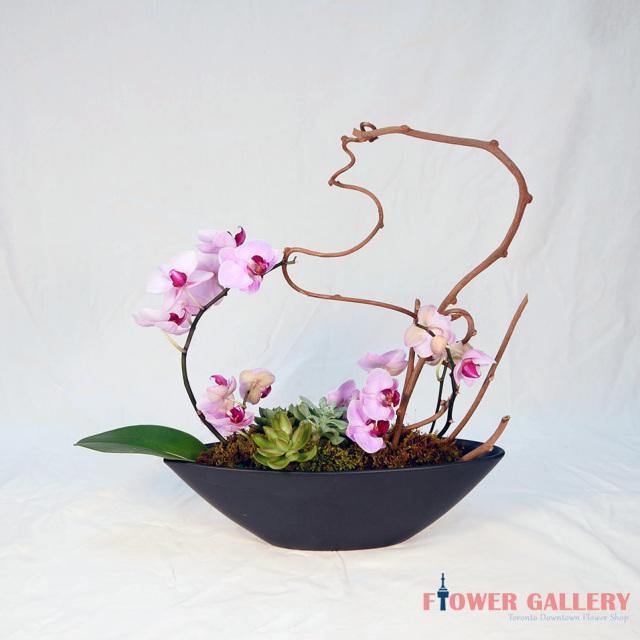 Pink Orchid Arrangement - Orchid - Toronto Flower Gallery