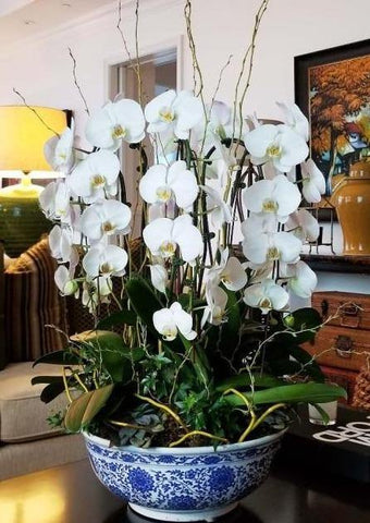 Tall Orchids Pot Arrangement