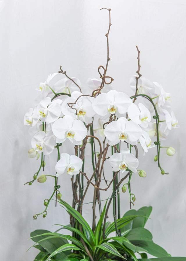 Tall Orchids Pot Arrangement - Orchid - Toronto Flower Gallery