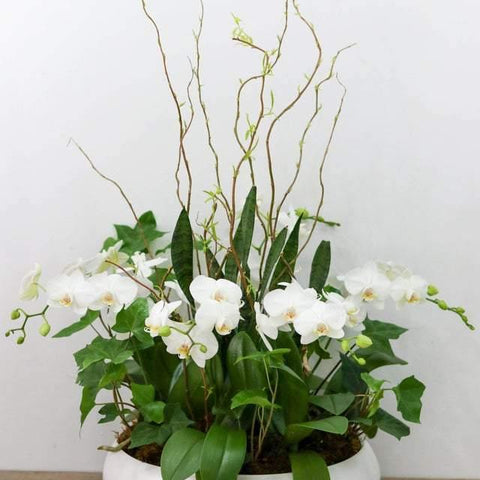 Medium Orchid Arrangement