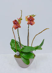 Good Tidings - Plant - Toronto Flower Gallery