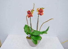 Good Tidings - Plant - Toronto Flower Gallery
