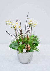 Fresh Snowfall - Orchid - Toronto Flower Gallery