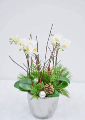 Fresh Snowfall - Orchid - Toronto Flower Gallery