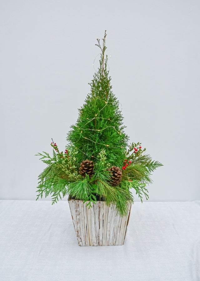 Under the Christmas Tree - Plant - Toronto Flower Gallery