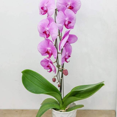 Pink Large Orchid with Pot