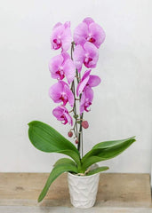 Pink Large Orchid with Pot - Toronto Flower Gallery