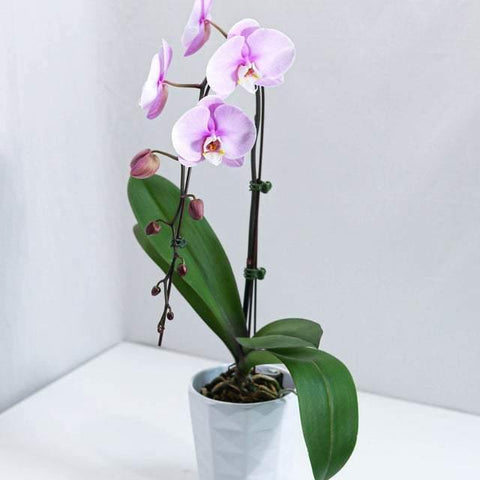Pink Large Orchid with Pot