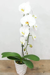 White Large Orchid with Pot - Toronto Flower Gallery