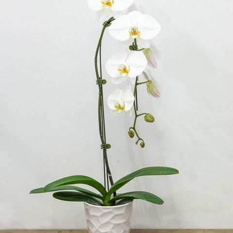 White Large Orchid with Pot