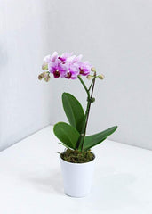 Pink Small Orchid with Pot - Toronto Flower Gallery