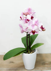 Pink Small Orchid with Pot - Toronto Flower Gallery