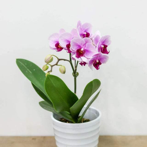 Pink Small Orchid with Pot