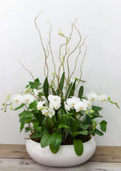 Brilliance Orchid Arrangement - Toronto Flower Gallery