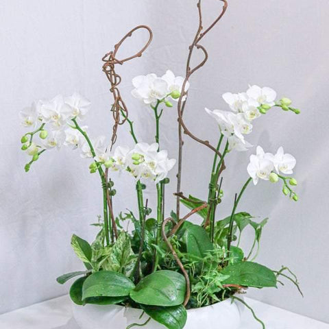 Brilliance Orchid Arrangement