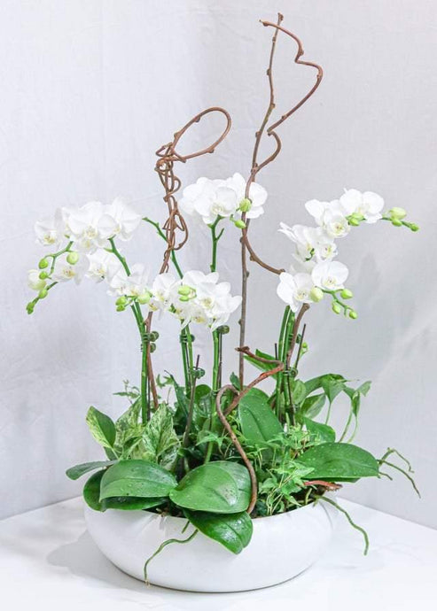Brilliance Orchid Arrangement - Toronto Flower Gallery