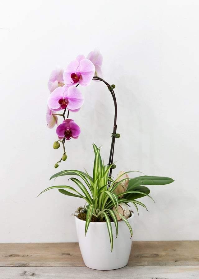 Cheerful Pink Orchid Arrangement - Toronto Flower Gallery