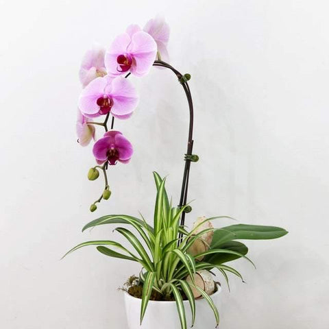 Cheerful Pink Orchid Arrangement