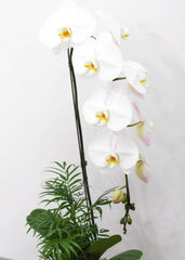 Cheerful White Orchid Arrangement - Toronto Flower Gallery