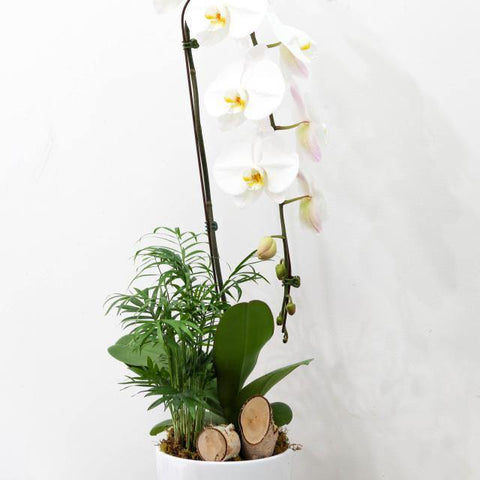 Cheerful White Orchid Arrangement