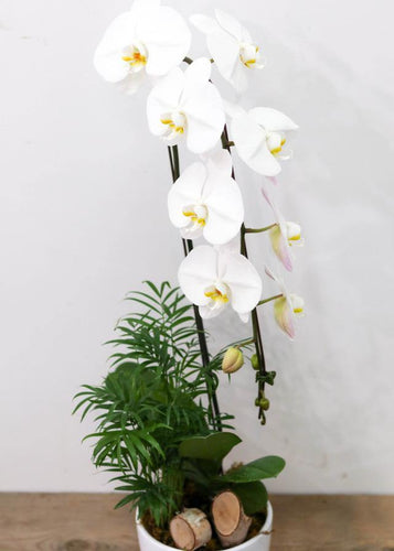 Cheerful White Orchid Arrangement - Toronto Flower Gallery