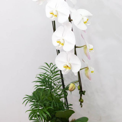 Cheerful White Orchid Arrangement
