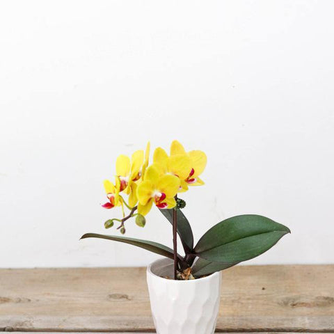 Yellow (Green) Small Orchid with pot