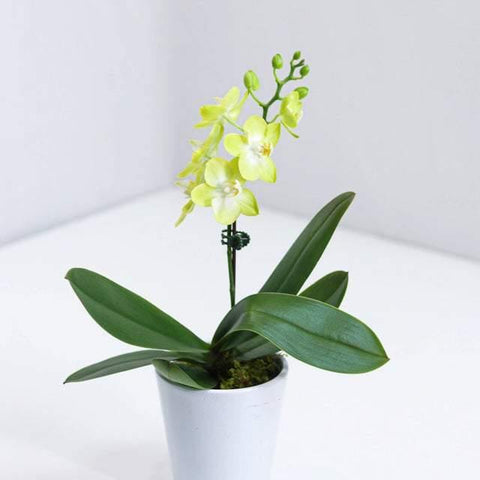 Yellow (Green) Small Orchid with pot