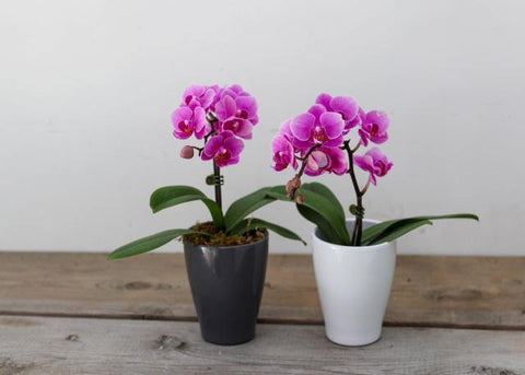 Purple Small Orchid with Pot