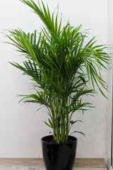 Cat Palm Tree (12