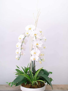 Love Orchid Arrangement