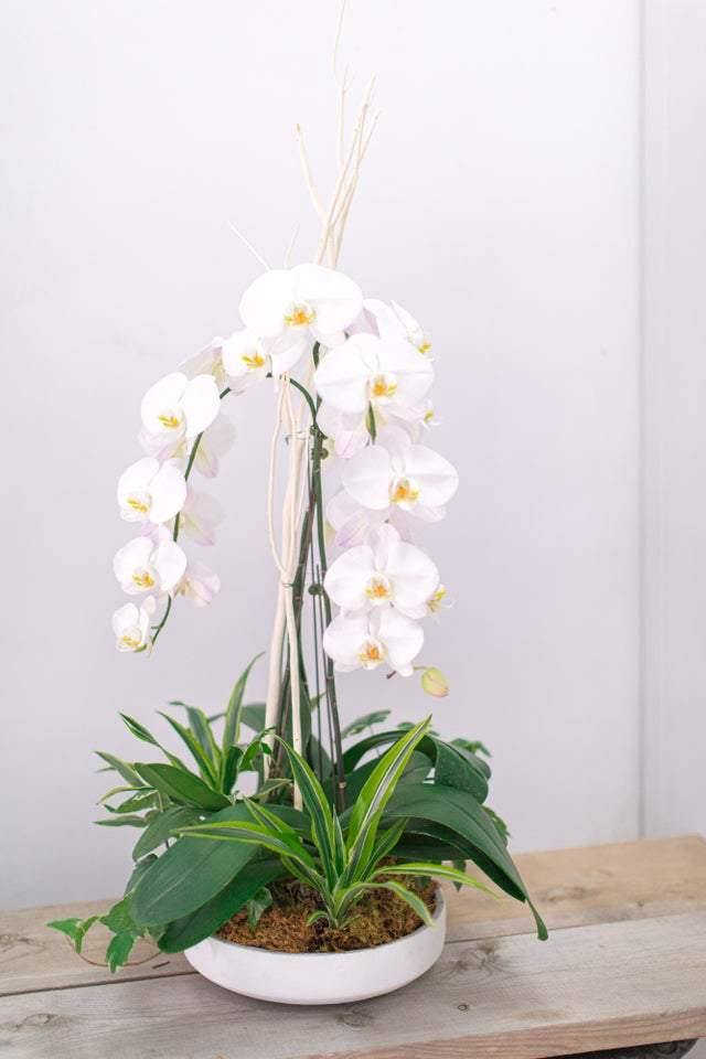 Love Orchid Arrangement - Toronto Flower Gallery