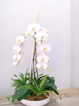 Love Orchid Arrangement