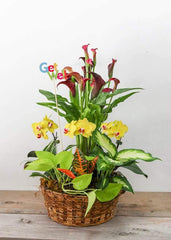 Get Well Dishgarden - Toronto Flower Gallery