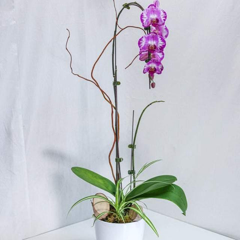 Purple Large Orchid with Pot