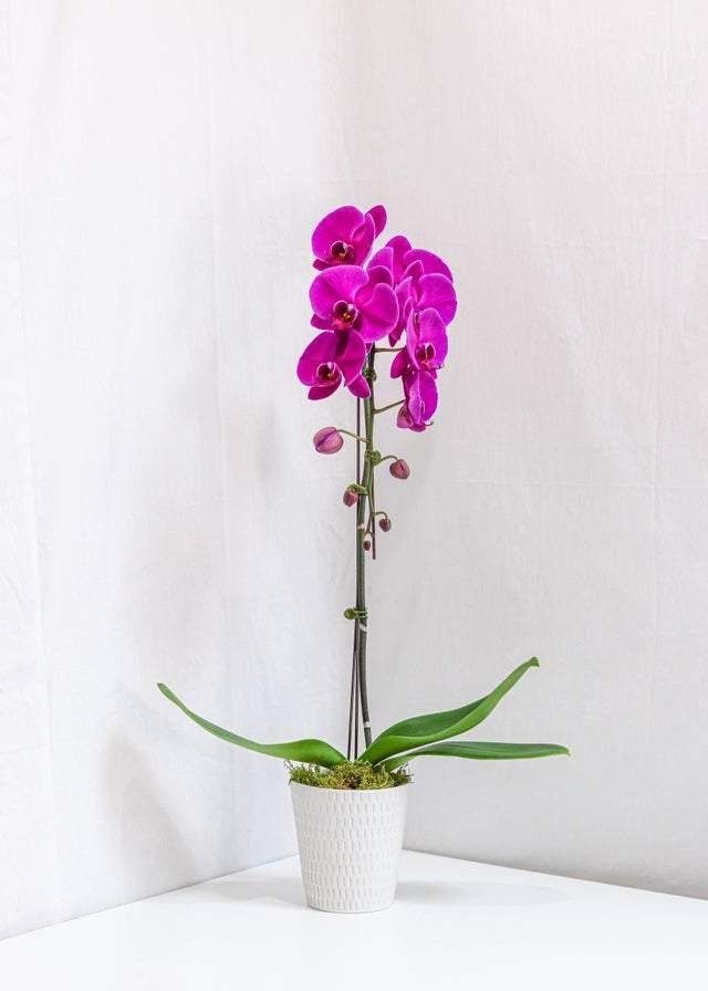 Purple Large Orchid with Pot - Toronto Flower Gallery