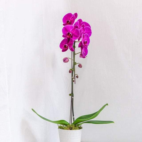 Purple Large Orchid with Pot