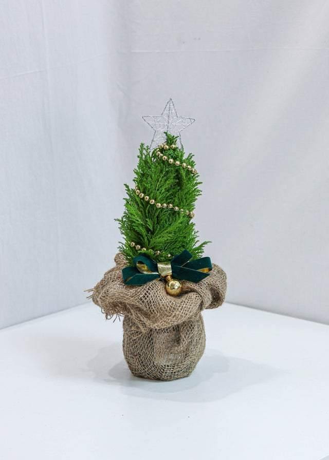 Little Christmas Tree - Toronto Flower Gallery